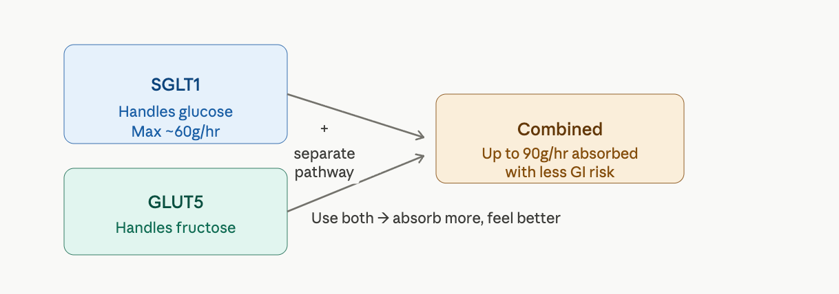 Cycling Nutrition Strategy: Biological Explanations