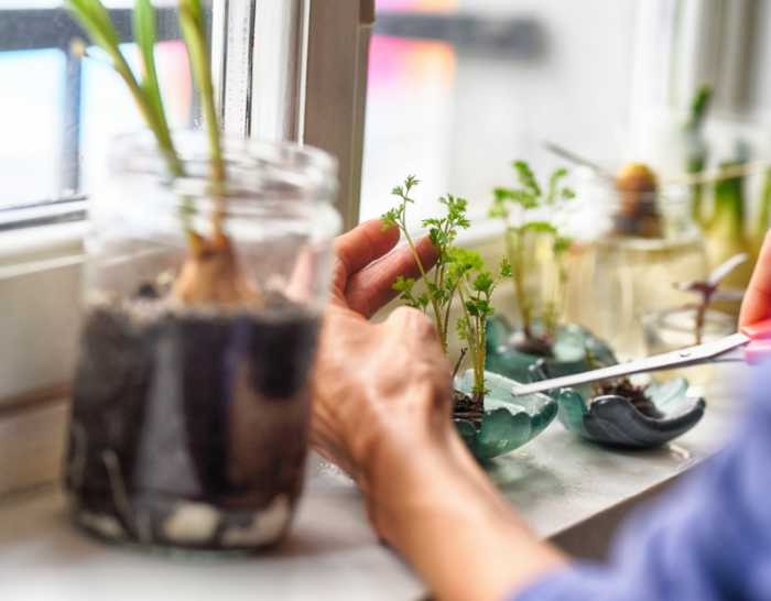 An indoor garden lining a window can provide access to fresh local food for your family.
