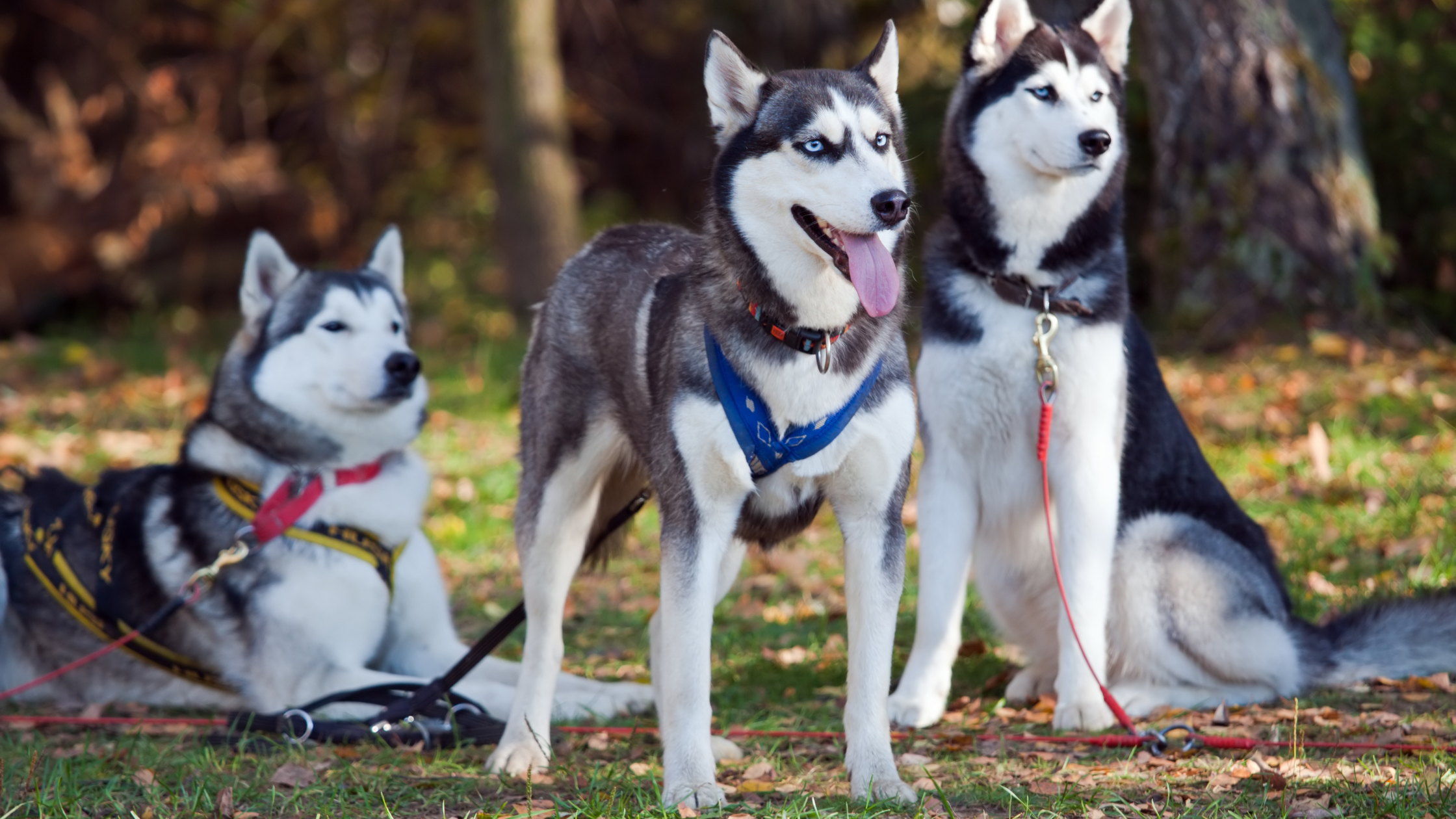 A group of Siberian Huskys with leashes 