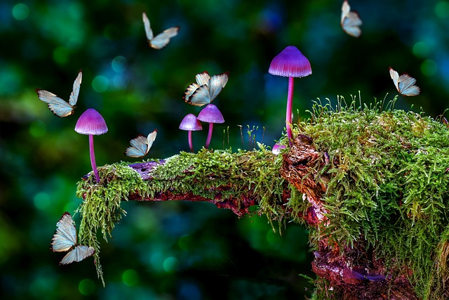 purple mushrooms, butterflies around them, moss