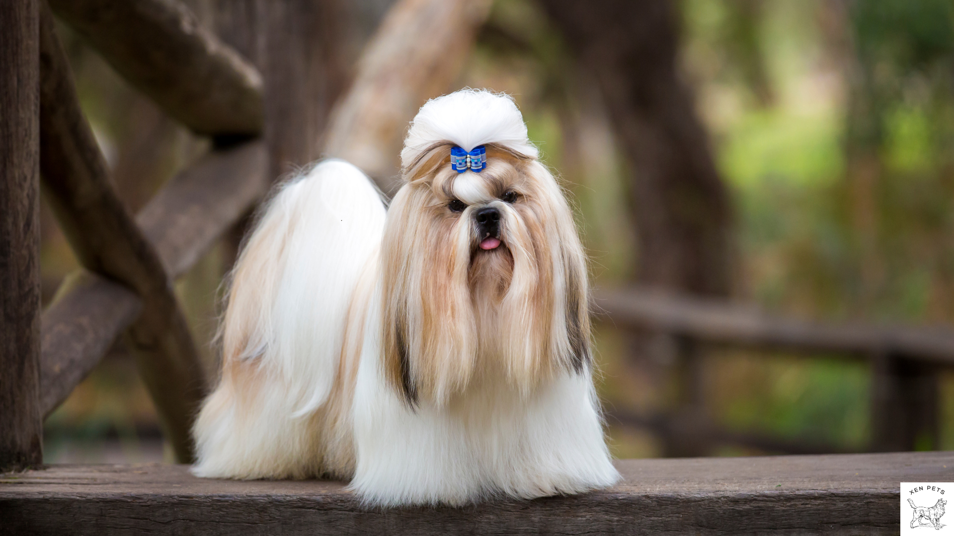 beautiful shih tzu