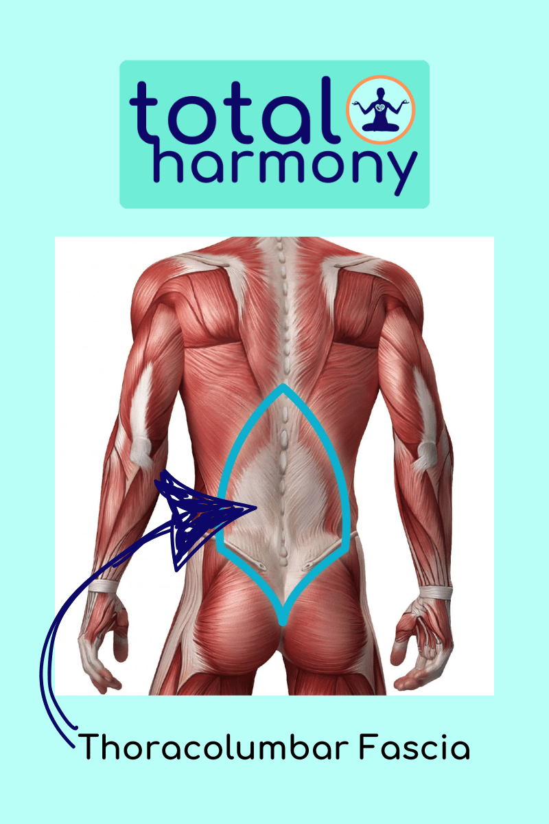 thoracolumbar fascia