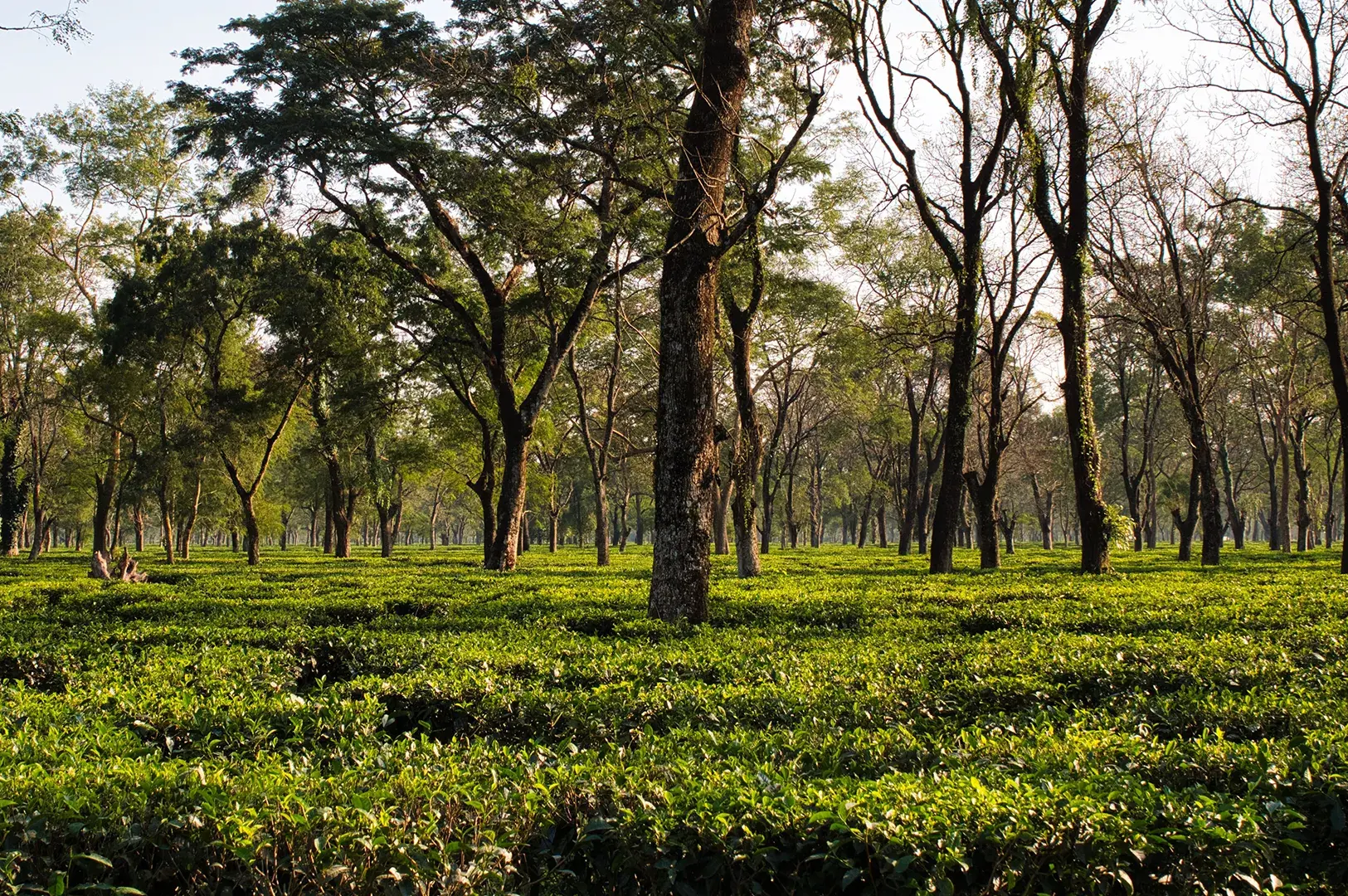 Wide view of a vibrant green tea plantation with low tea bushes cultivated beneath towering shade trees under bright sunlight.