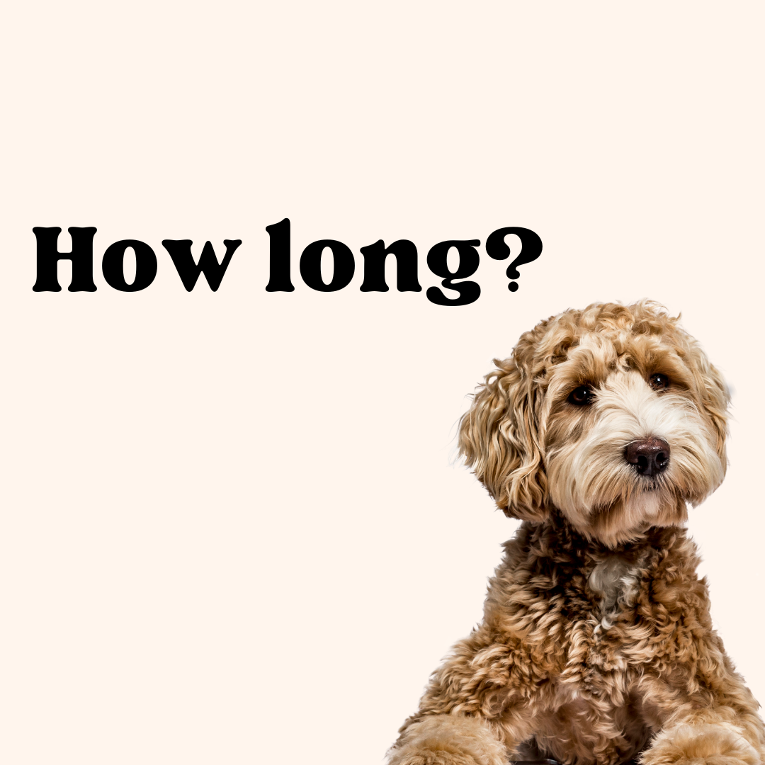 Everything you need to know about how long you can leave your dog in a DailyBark
