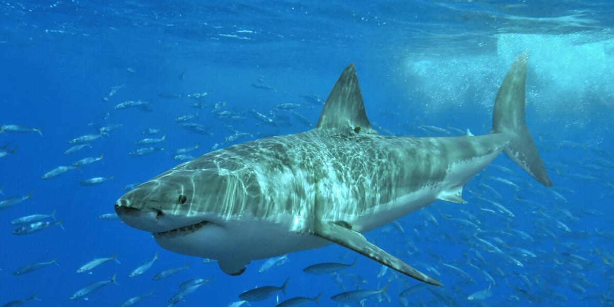 white sharks, dangerous animals 