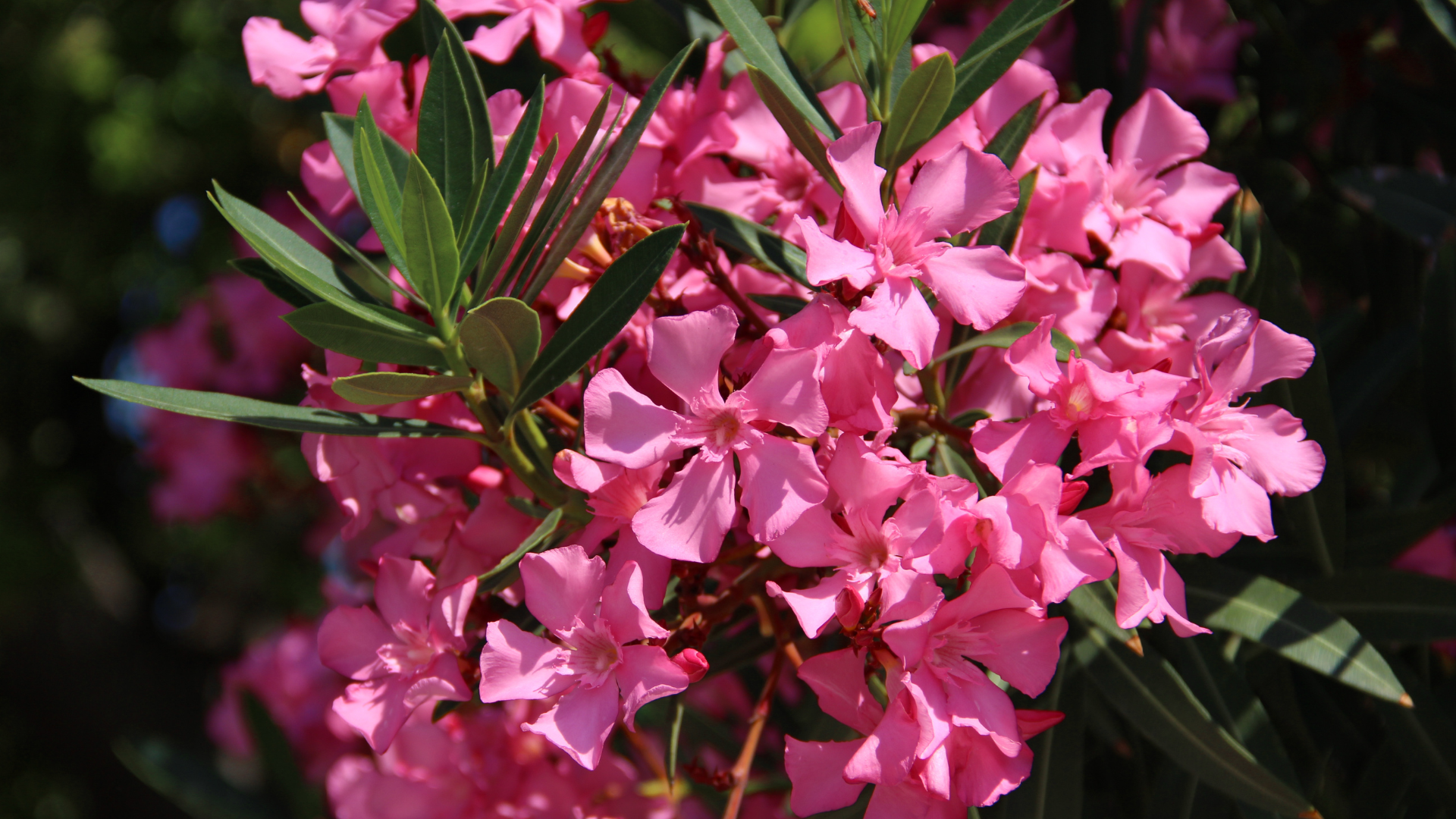 Oleander, Giftpflanzen