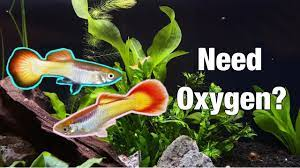 Do Guppies Need Oxygen? - YouTube