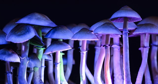 psilocybin, mushrooms, fungi