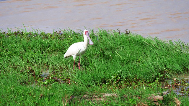 african spoonbill, birds that start with A