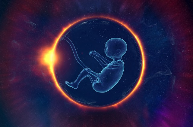 embryo, life, evolution