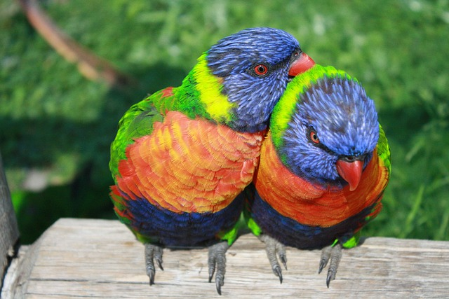 rainbow lorikeet, parrots, lorikeet