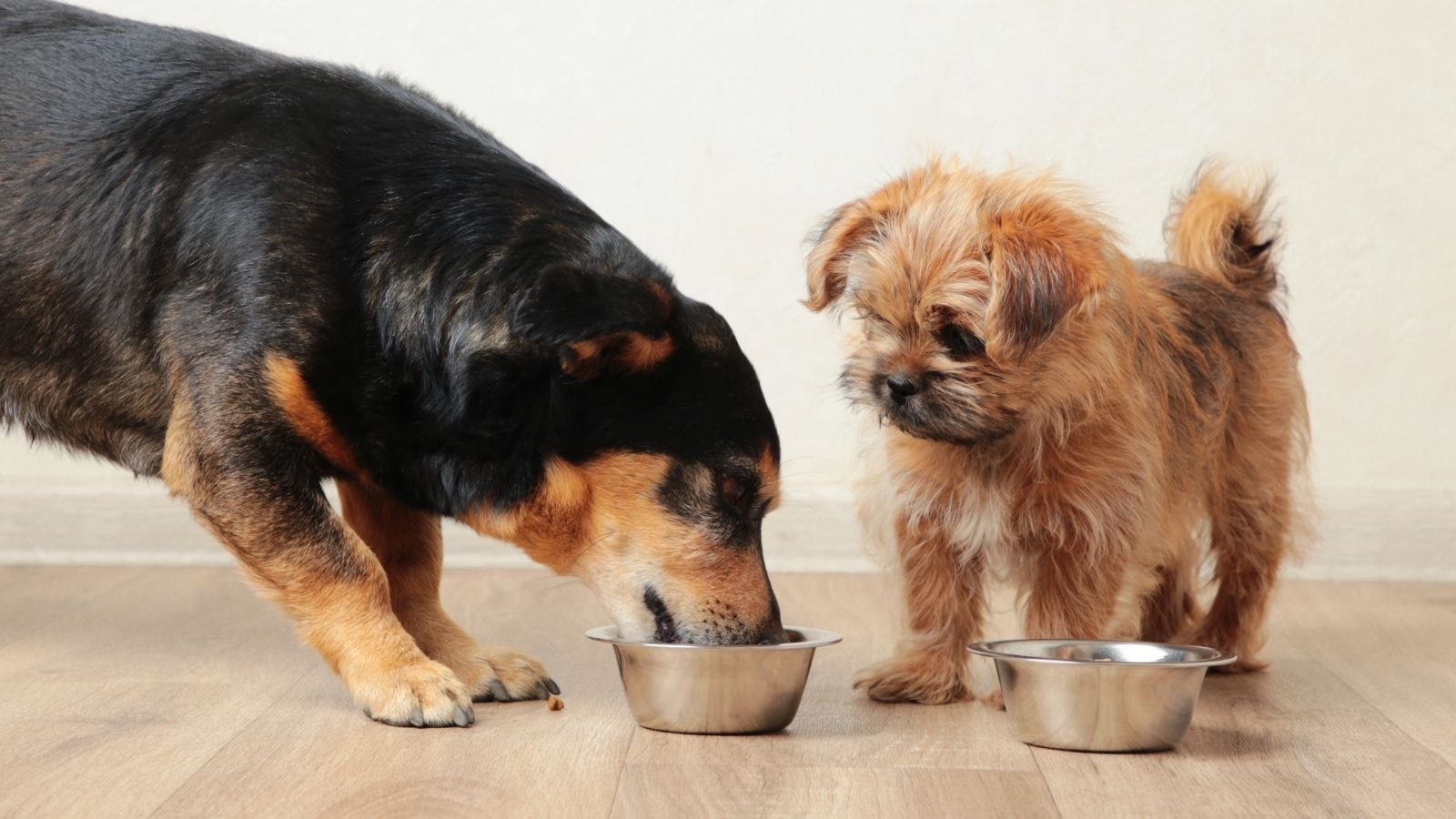 Two dogs eating from stainless steel bowls on a wooden floor