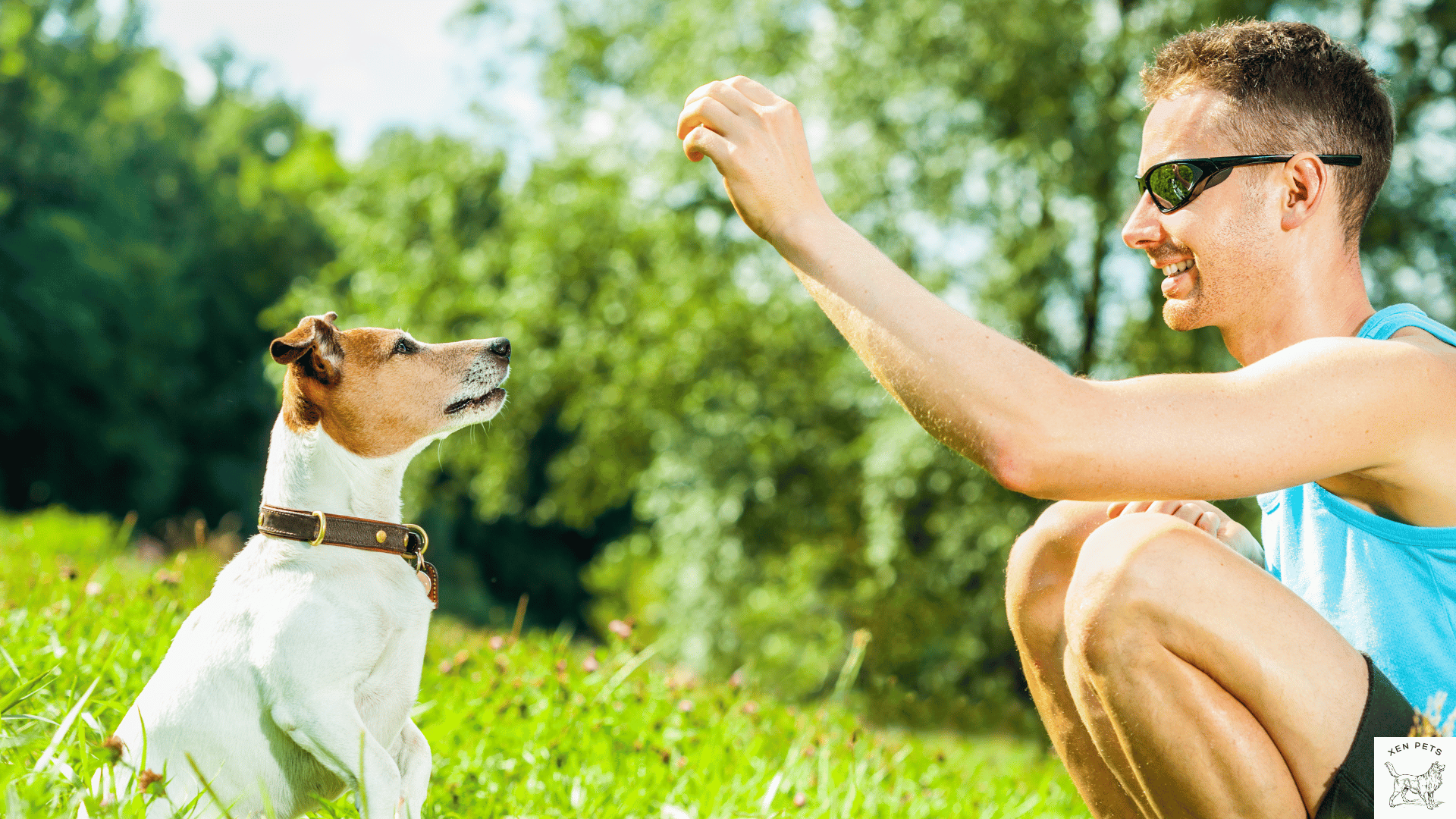 How to teach a dog to sit