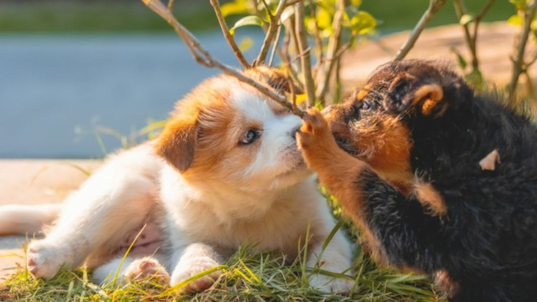 Two Puppies Playing Together