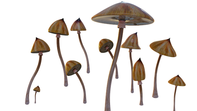 growing mushrooms, psilocybe cubensis