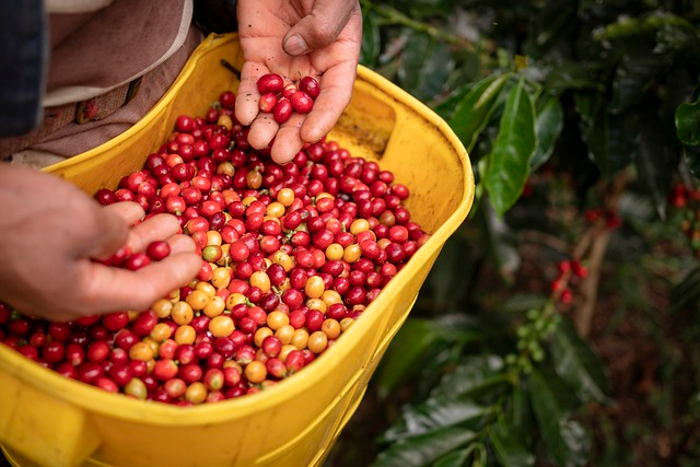 farming, coffee, colombian coffee, turista, mexicano, salida, código