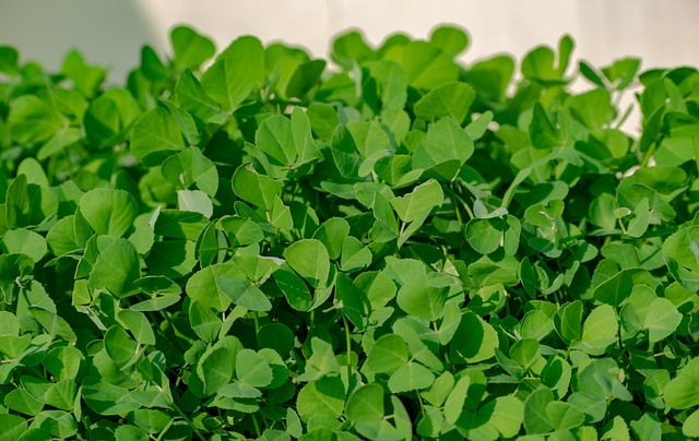 fenugreek, methi tea leaves, fenugreek leaves