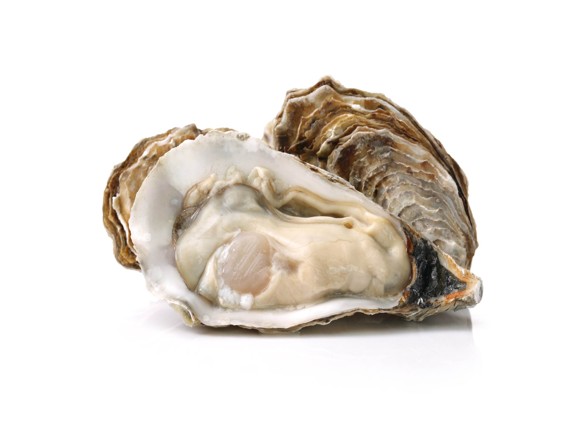 Photograph showcasing the unique features of oysters.