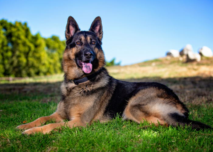 An image of a German Shepherd with an ideal Body Condition Score (BCS) of how much should a german shepherd weight