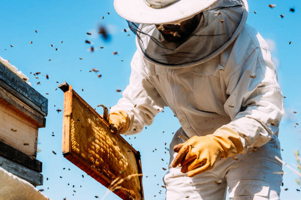 Beekeeping for environmental conservation