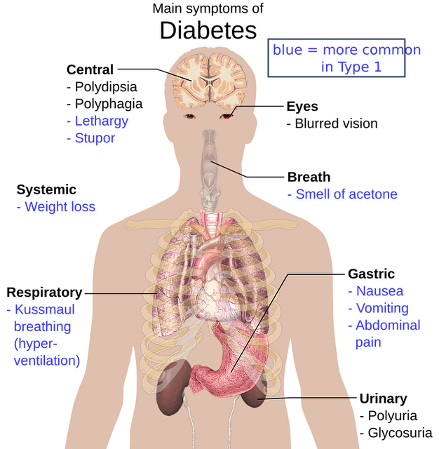 human body anatomy, overview, important symptoms of diabetes