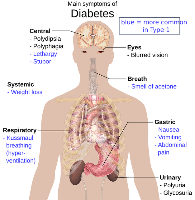 Anatomie du corps humain, aperçu, symptômes importants du diabète