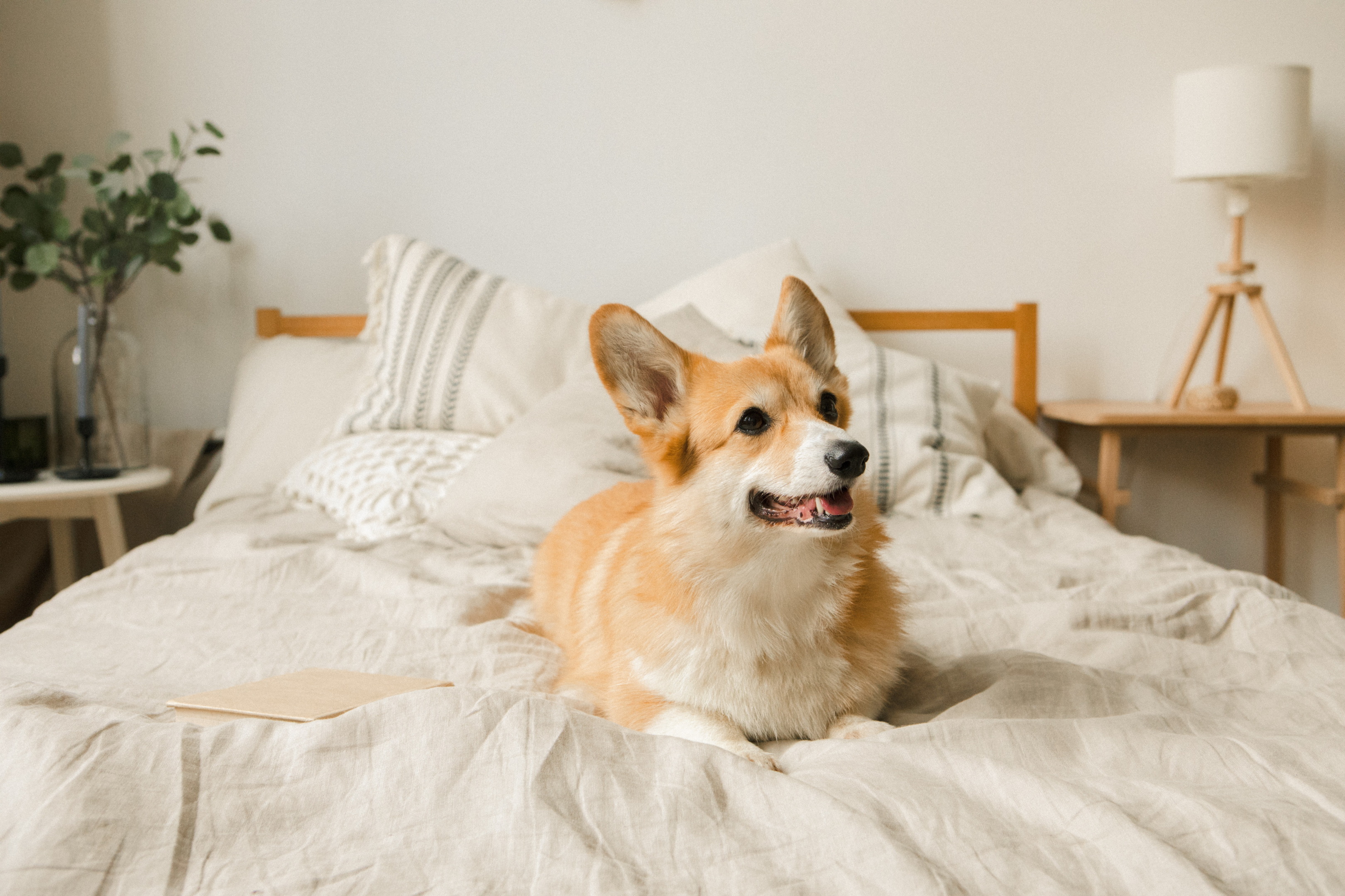 Welsh Corgi on a bed.