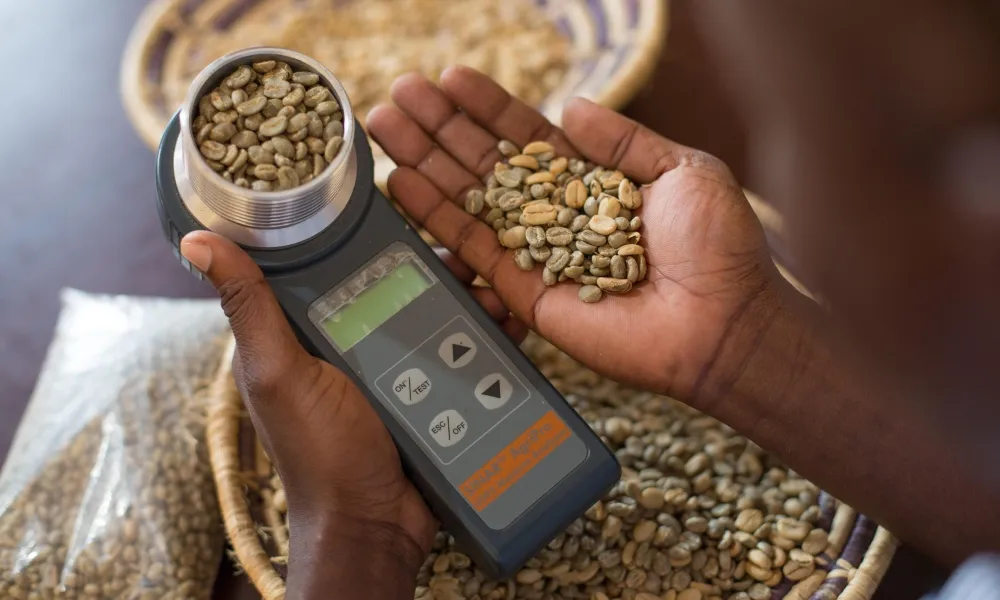 A person holding a moisture meter and a cup of green coffee
