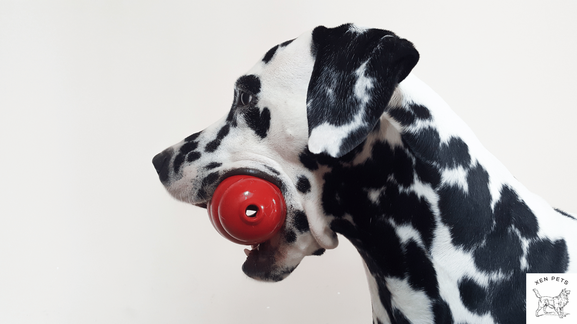 Dalmatian with a kong toy