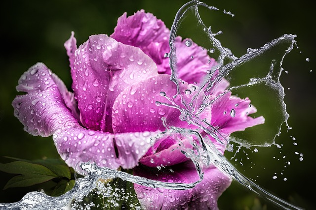 peony, flower, blossom