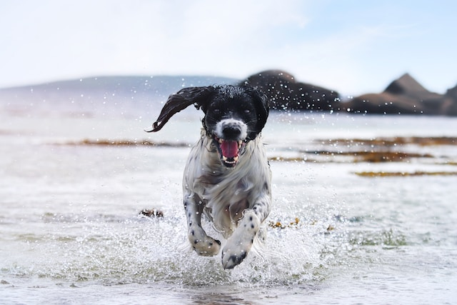 A Running Black And White Dog On Water