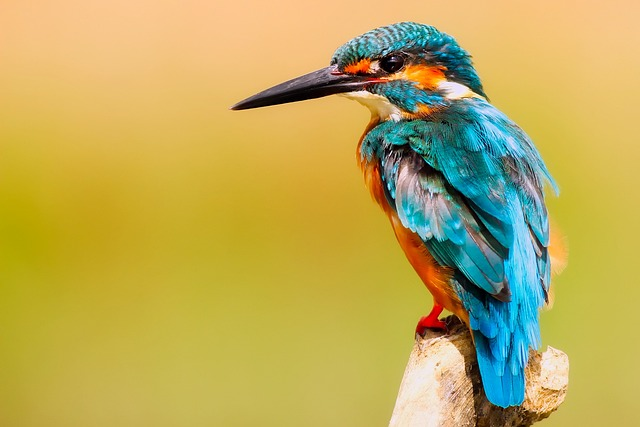 kingfisher, bird, close up