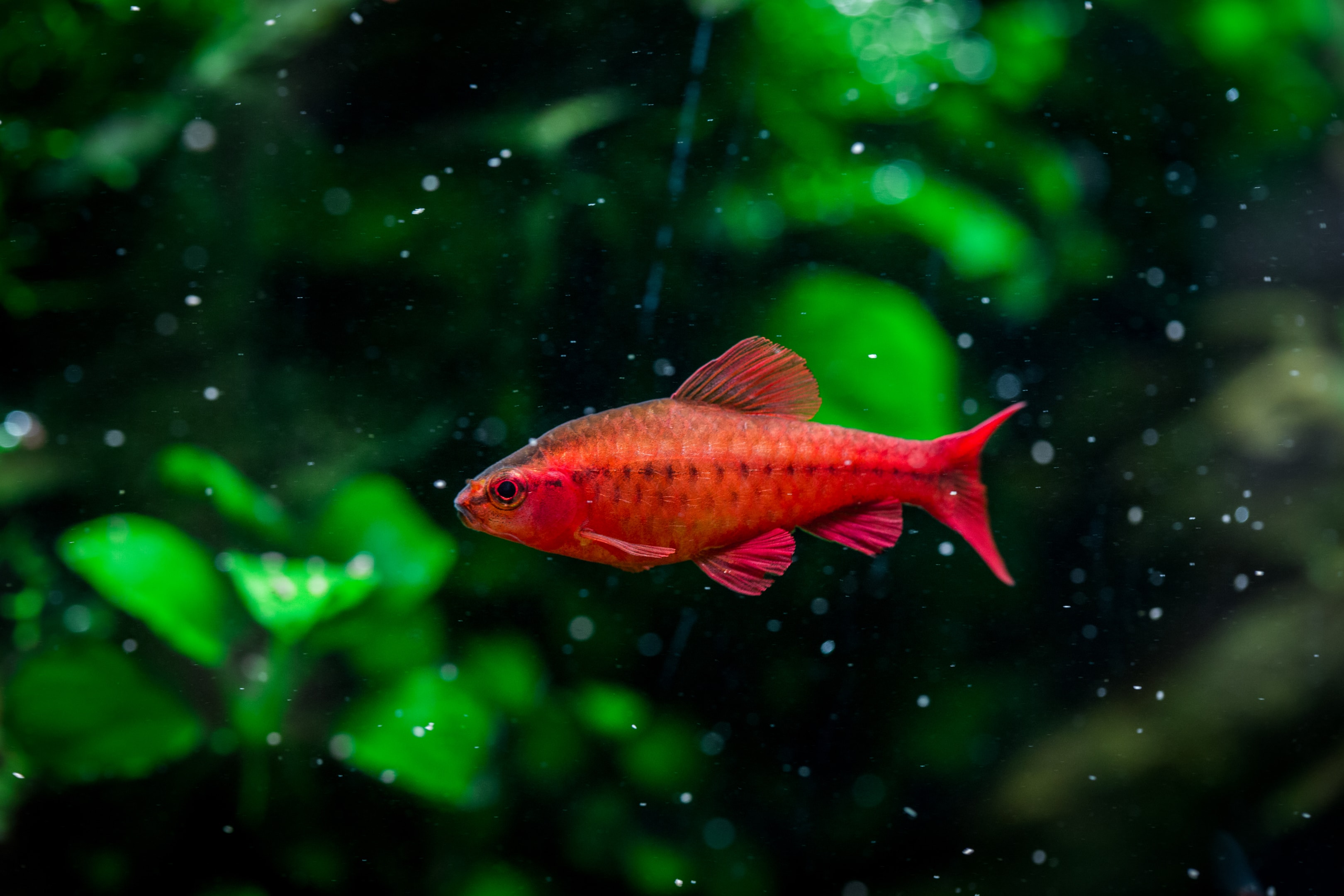 Tropical fish are especially vulnerable to temperature fluctuations