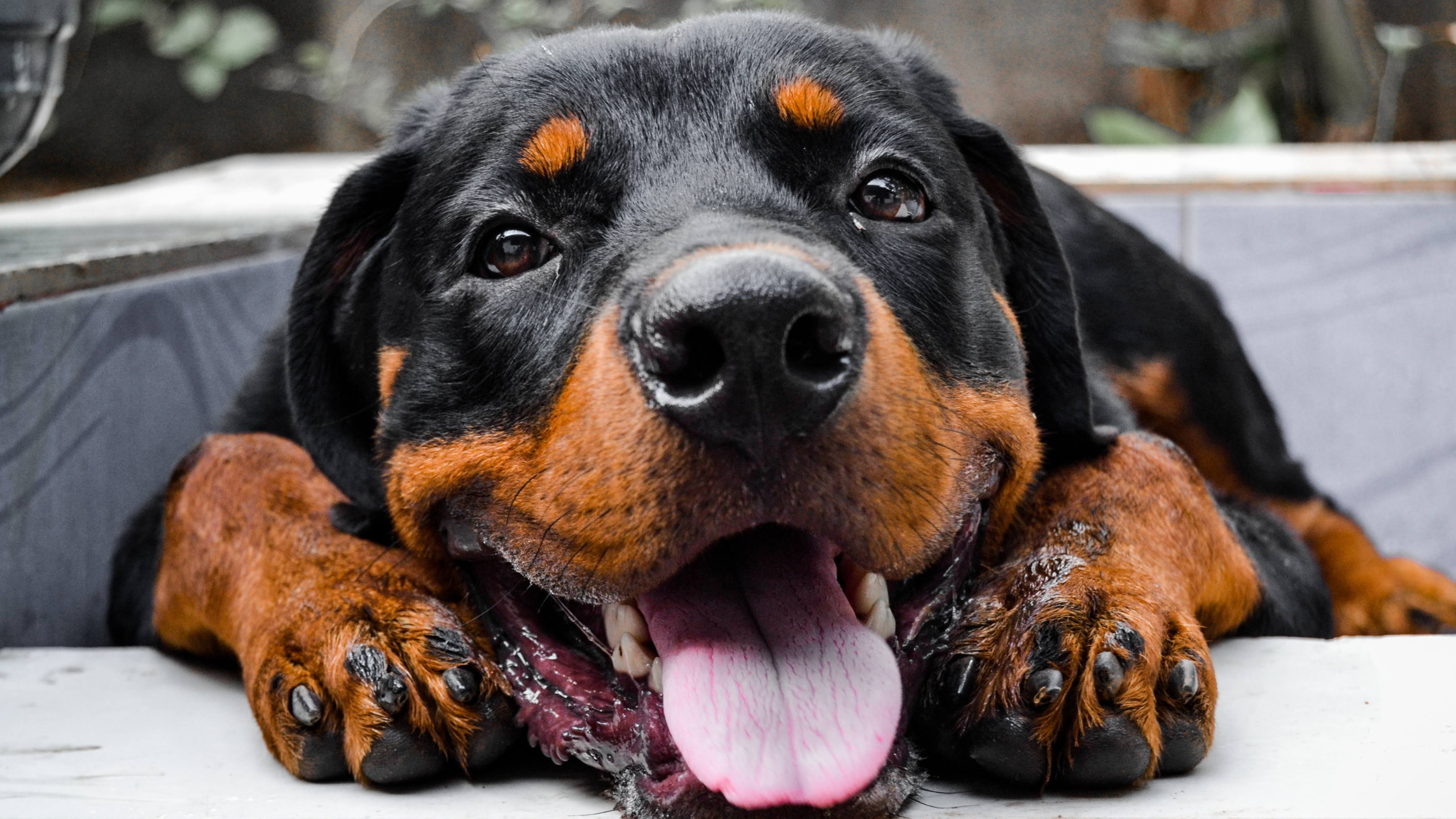 A close up faceview of a Rottweiler with a slobbery mouth