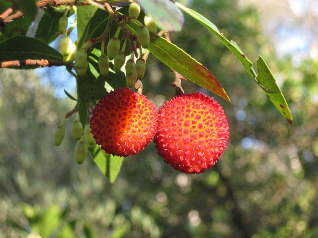 arbutus unedo, strawberry tree, apple of cain