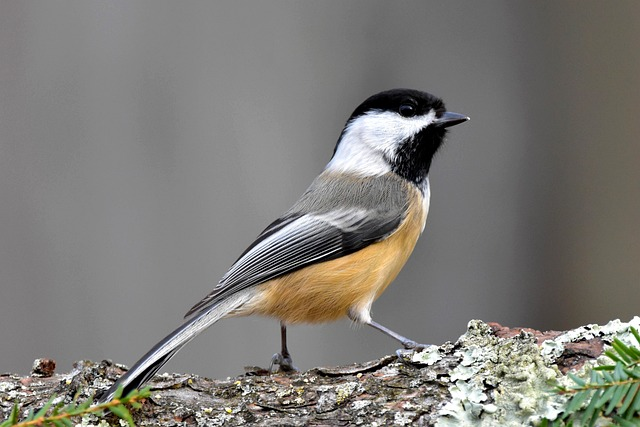 chickadee, bird, feathers