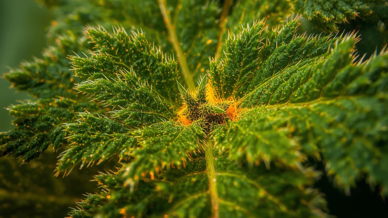 Diese Pflanze soll die Selbstheilungskräfte der Haut aktivieren können
