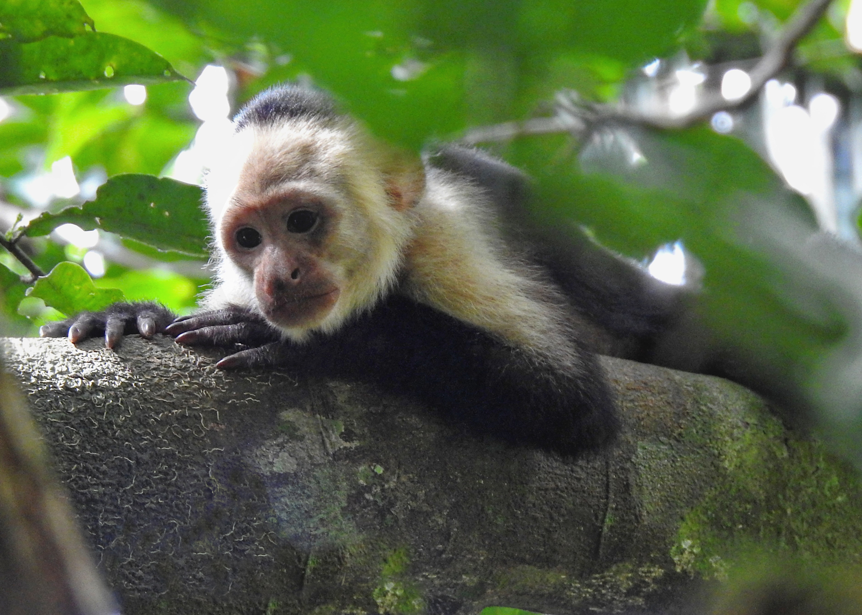 Monkey in Corcovado National Park, Costa Rica
