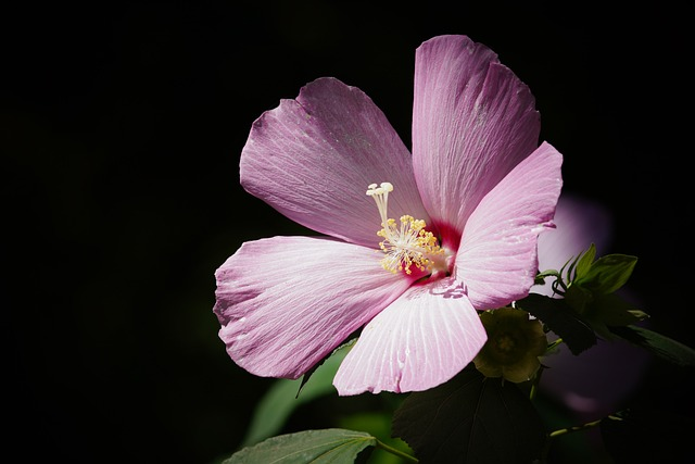 flower, hibiscus, botany