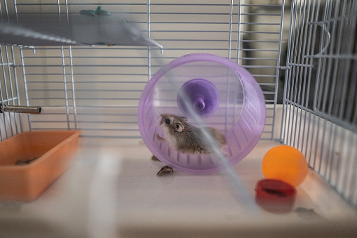 how to make hamster wheel quiet