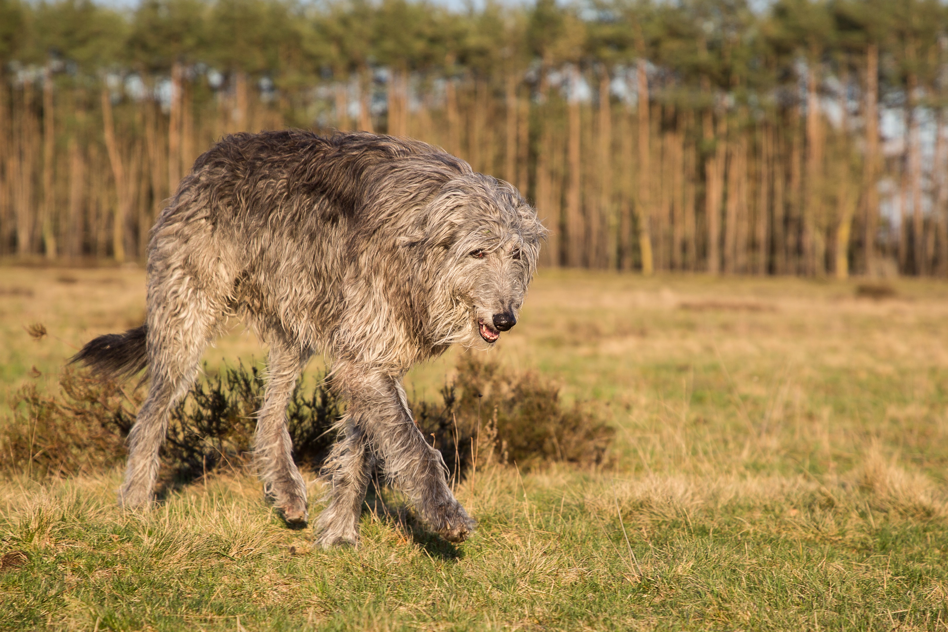 A Deerhound walking through a field