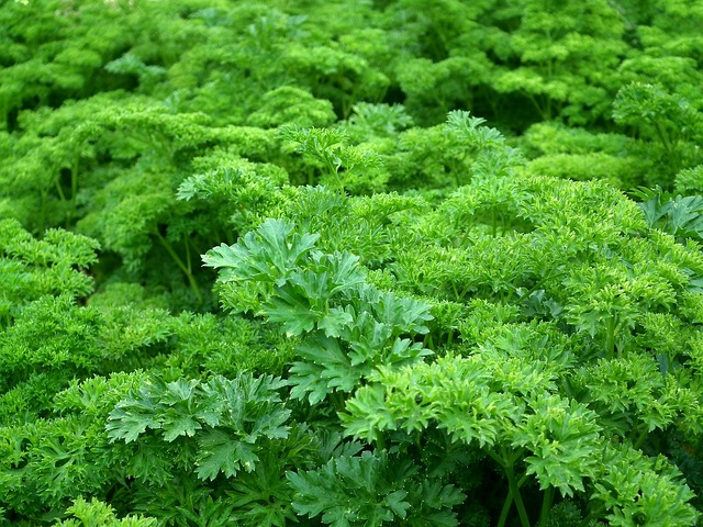 parsley, leaves, nature