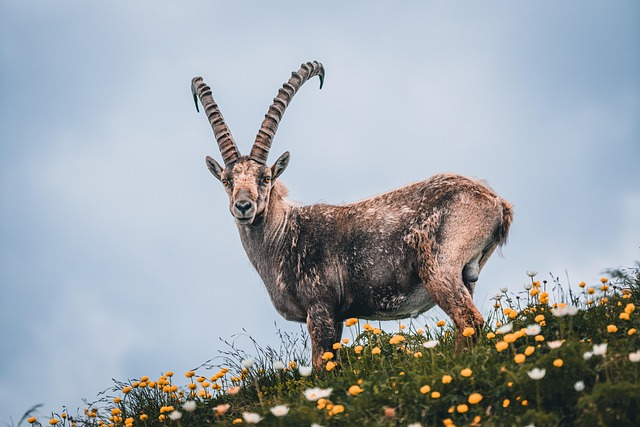 Alpine ibex, steinbock, animals that start with I.