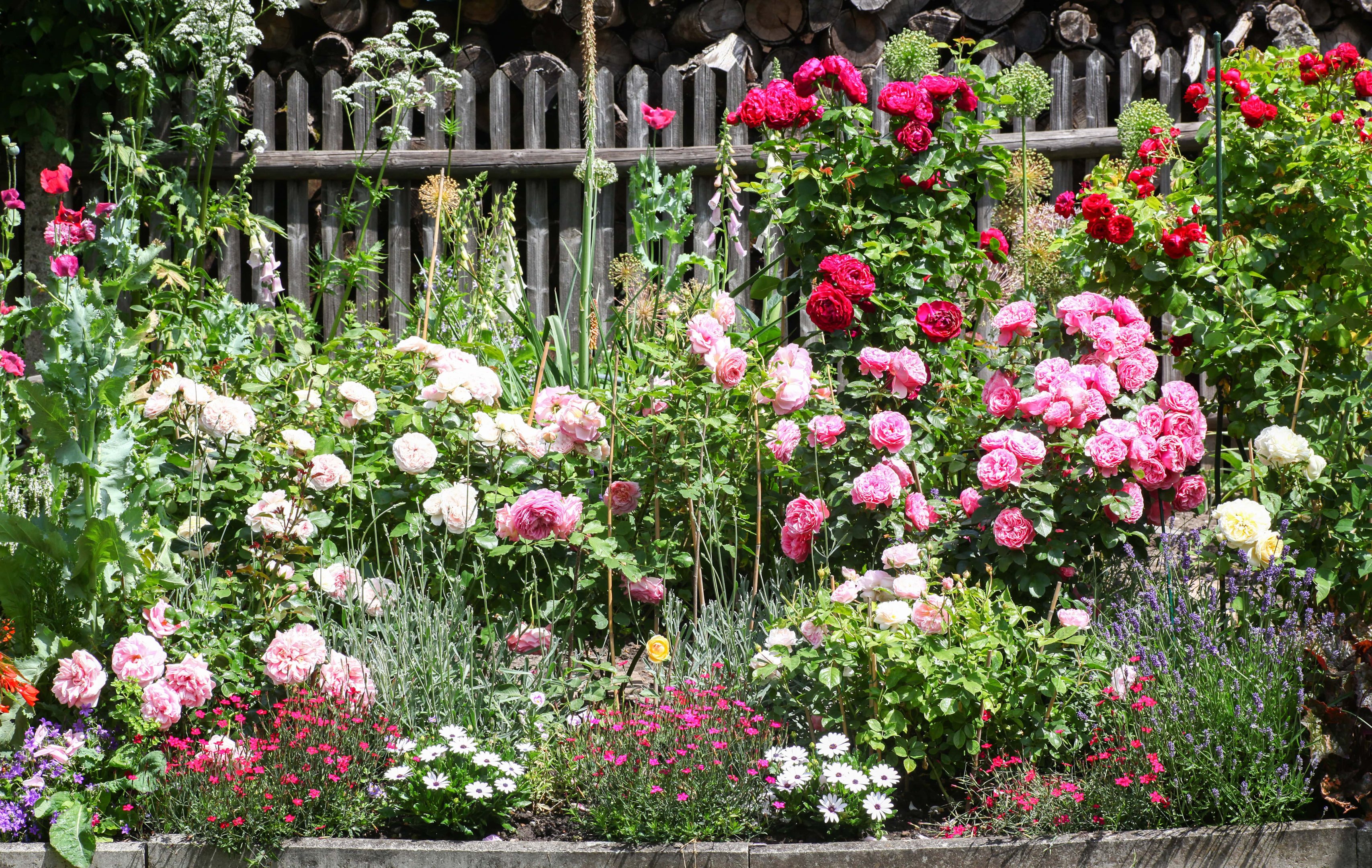A beautiful mix of rose bushes and colorful flowers in a garden bed