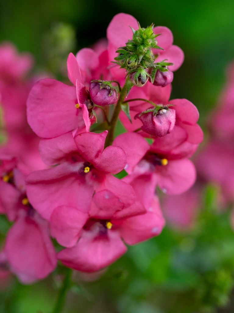 Diascia