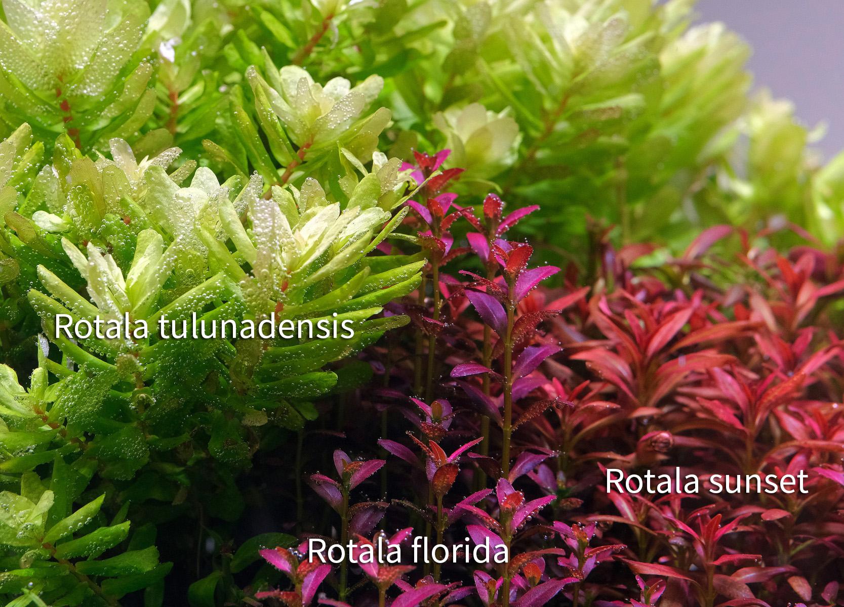 Rotala florida comparison with Rotala sunset