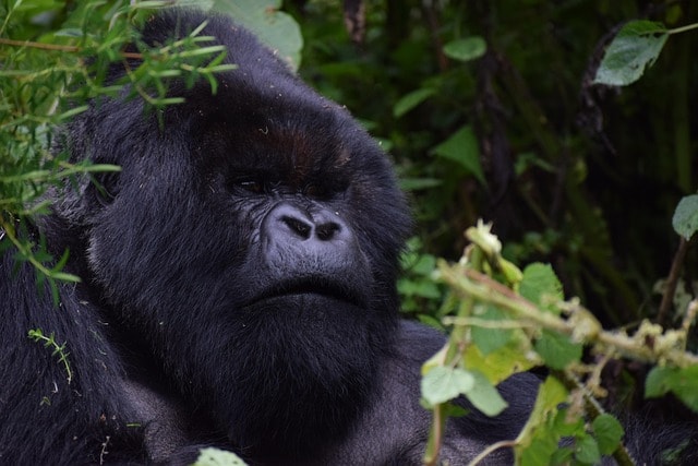 silverback, rwanda, mountain gorilla, africa, travel, nature, endangered, rwanda, rwanda, rwanda, rwanda, rwanda, mountain gorilla