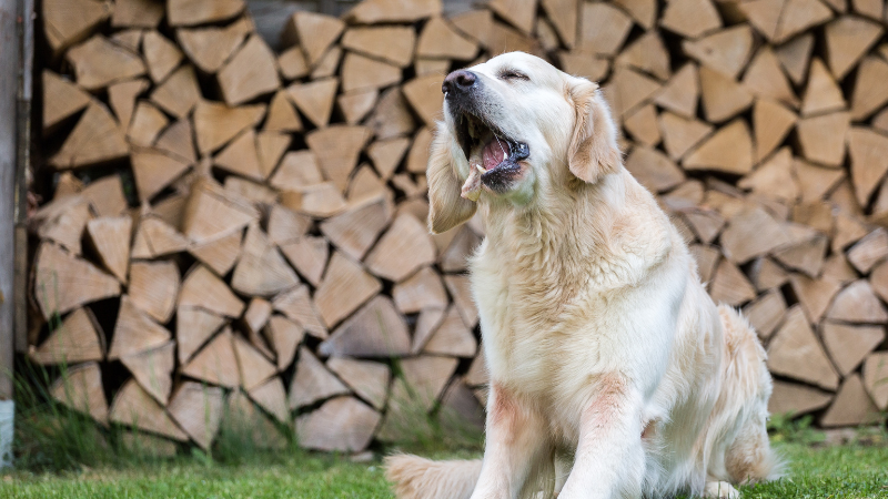 What to Give a Dog Throwing Up? (A Complete Guide) 6 e6383a03 43fd 4ceb a22a a437ff4564ff What to Give a Dog Throwing Up? (A Complete Guide)
