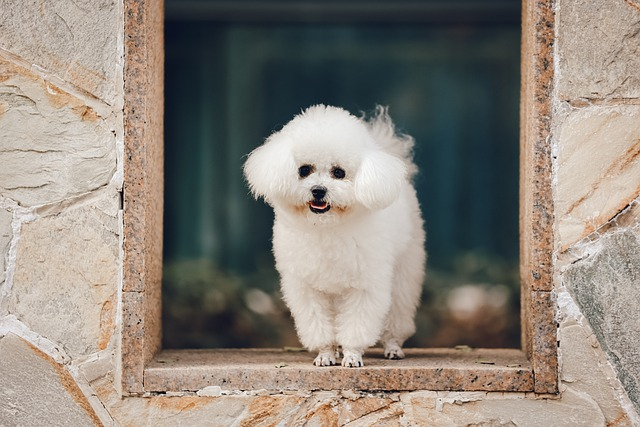 animal, mammal, bichon frise