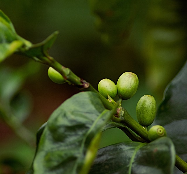 coffee bean, coffee, plant